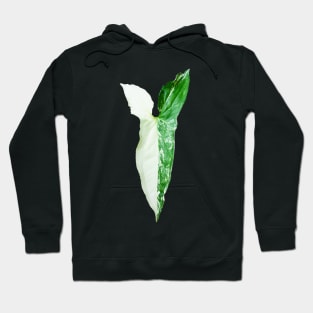 Unique and organic photo of a Syngonium Albo 6 Hoodie